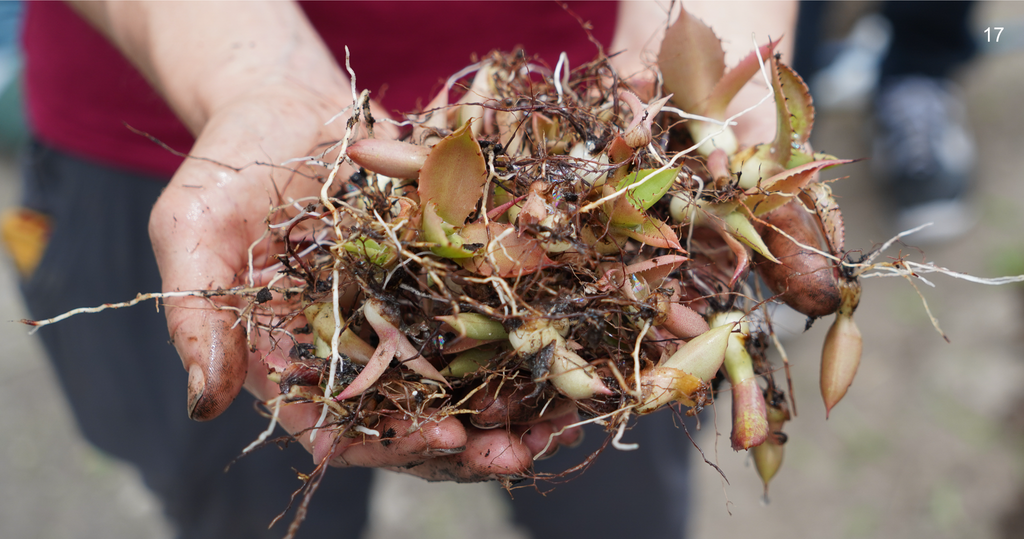 Copita field - agave pups from seeds