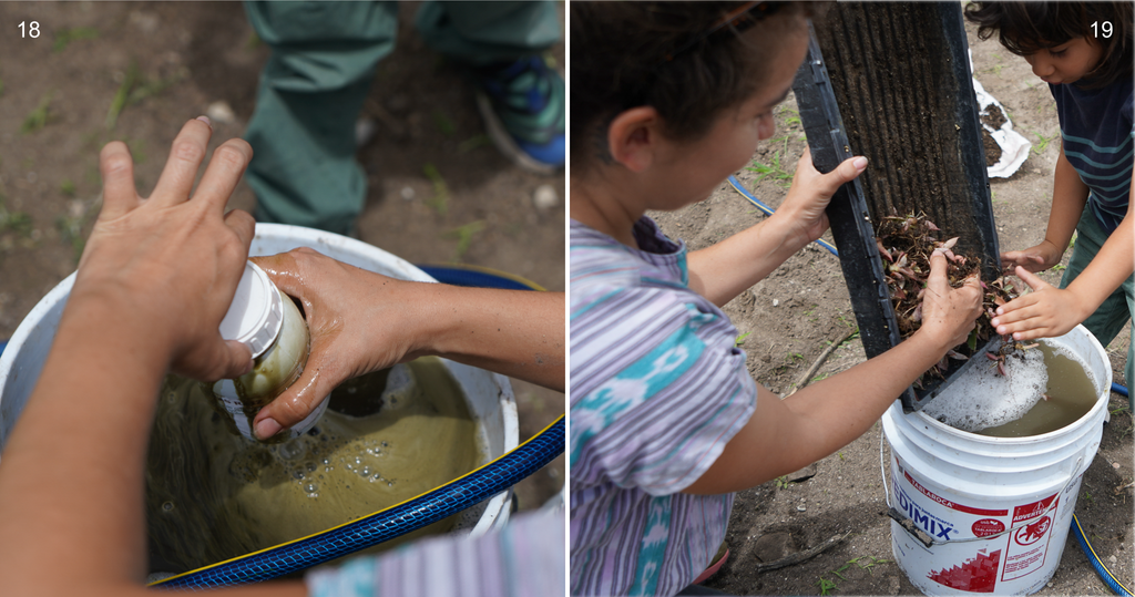 Copita field - agave bacterial bath for picudo protection