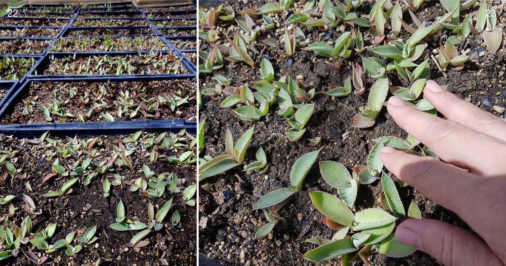 Copita field - agave seeds sprouts