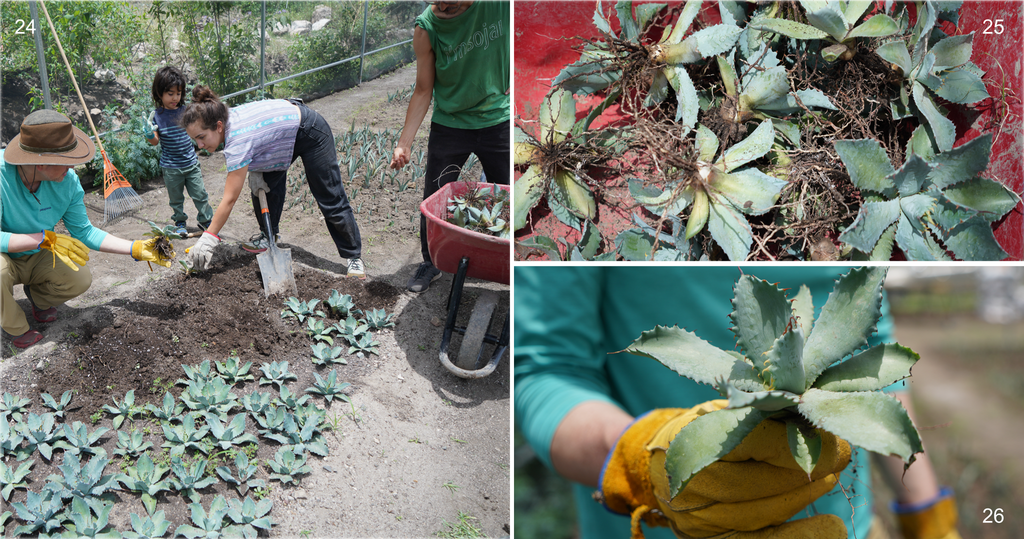 Copita field - agave getting ready to transplant to the wild hillside