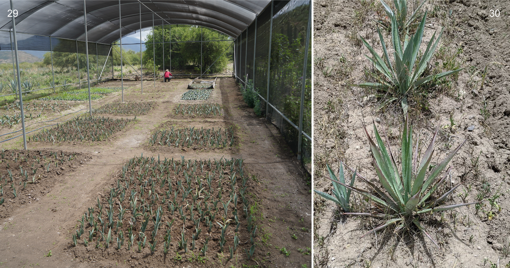 Copita field - Espadin Agave hijuelos and 3 year old plants