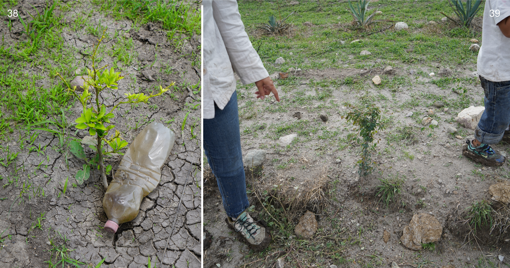 Copita field - native trees reforestation 