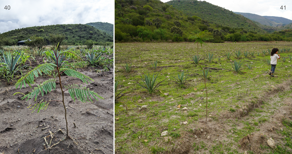 Copita field - native trees reforestation 