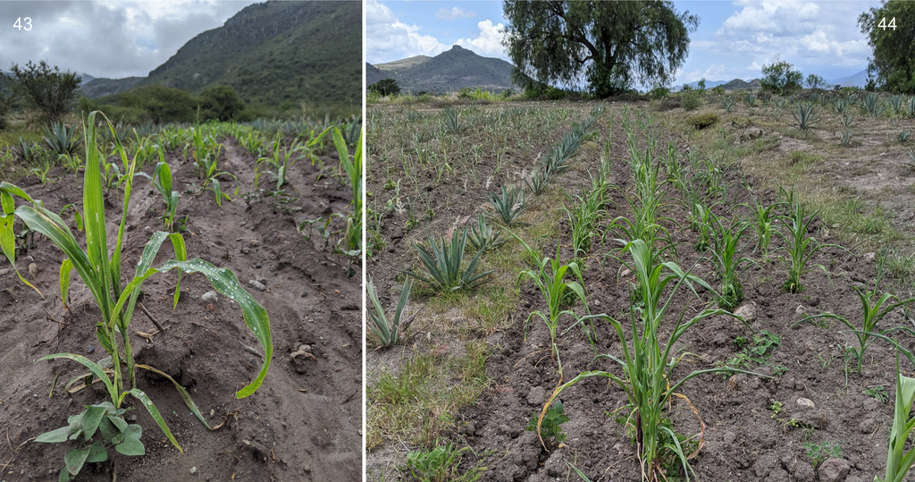 Copita field - MILPA