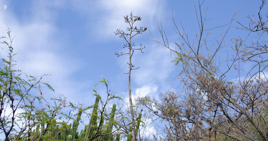 Copita field Quiote - Seed Recollection 