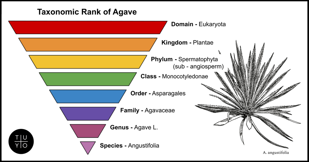 taxonomic rank for agaves