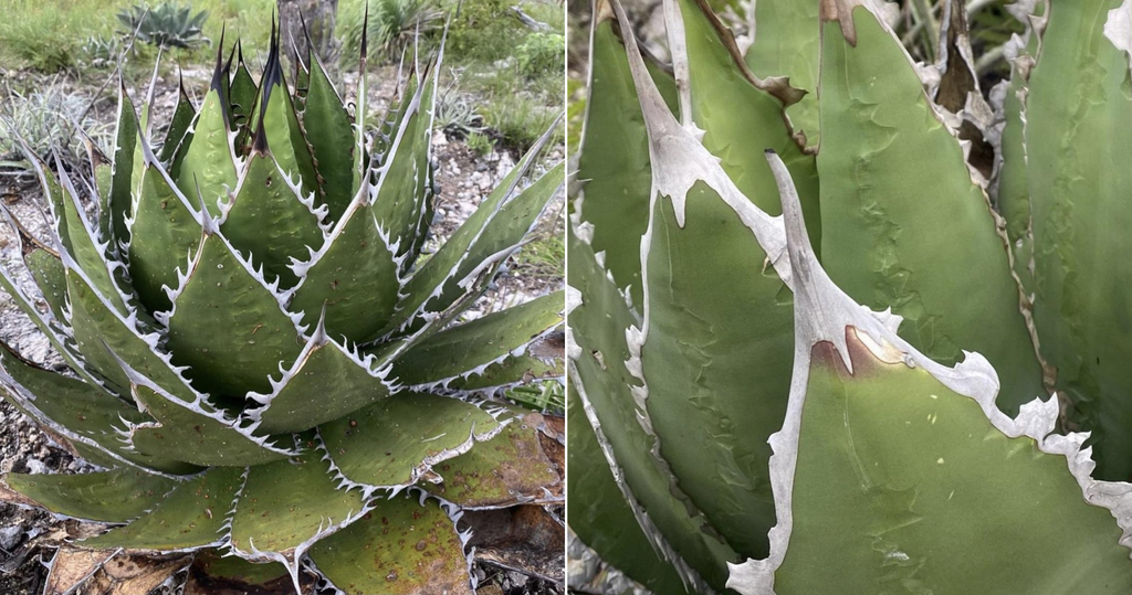 Agave megalodonta