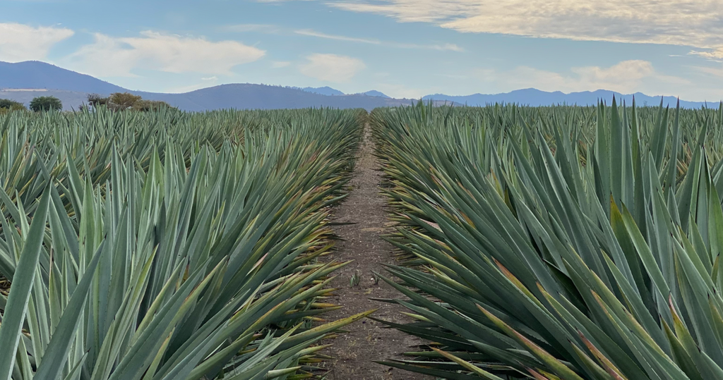 field of Agave Tequilana