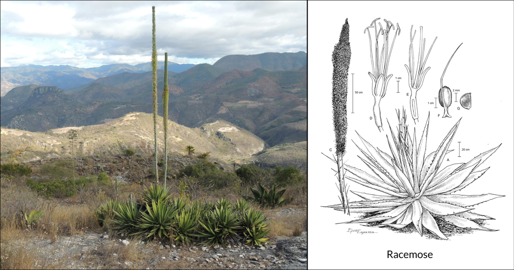 Raceme inflorescence