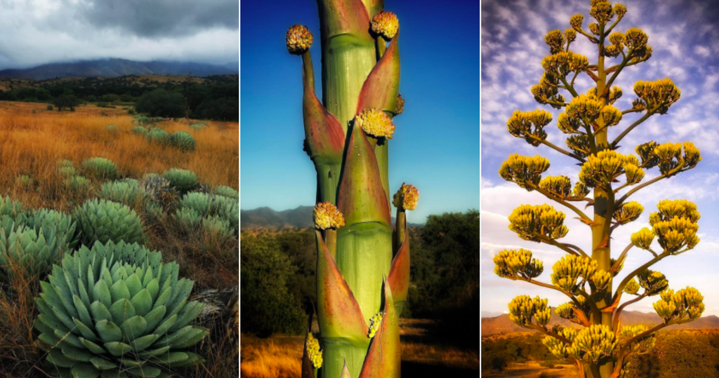 Quiote and inflorescence of A. parryi var. huachucensis