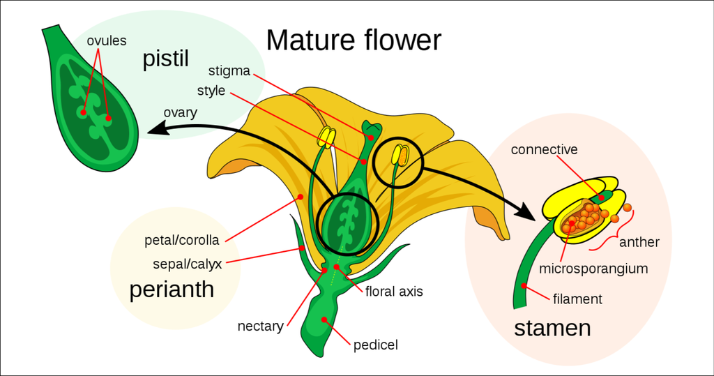 Anatomy of an agave inflorescence