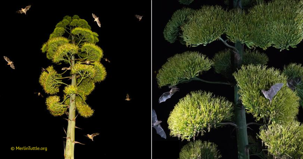 Mexican long-nosed bats (Leptonycteris nivalis) pollinating an Agave cerrudo's flowering panicles in Oaxaca, Mexico