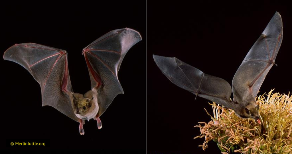 A lesser long-nosed bat (Leptonycteris yerbabuenae) in flight with agave pollen on its face in Arizona