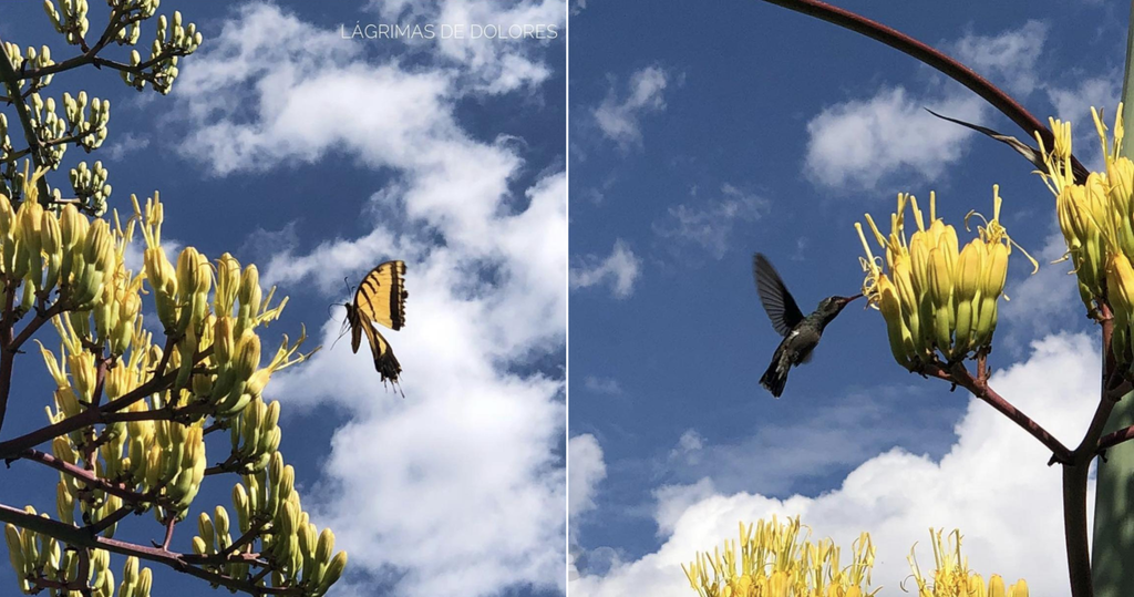 A butterfly and a bird pollinating an agave flower