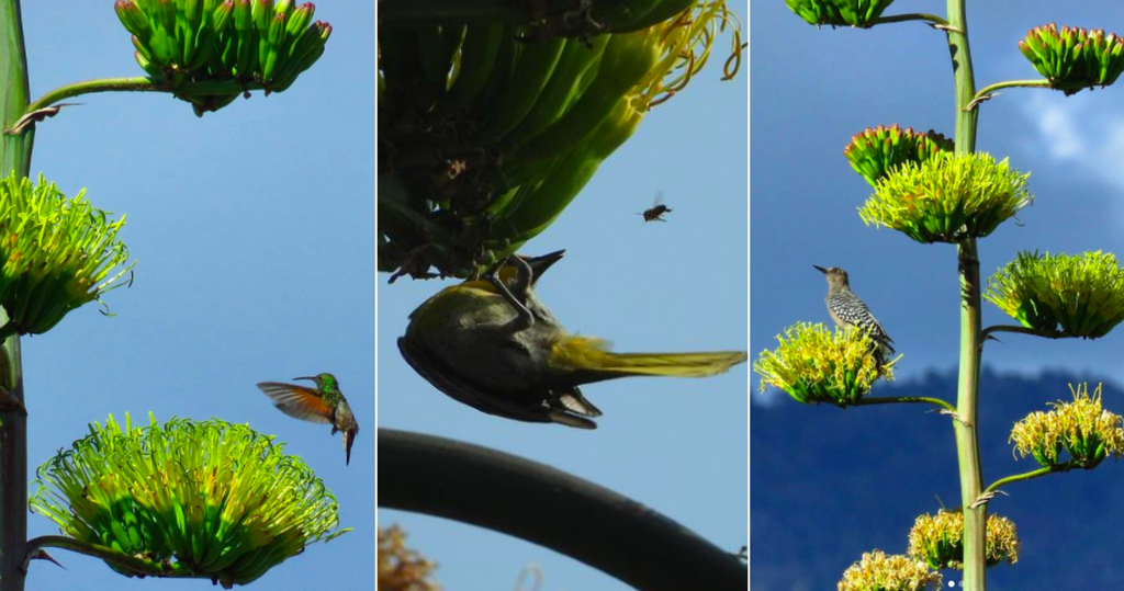 Birds pollinating agave flowers