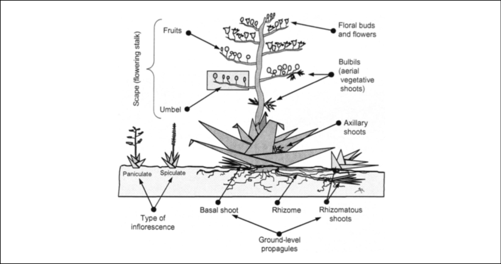 diagram of an agave plant