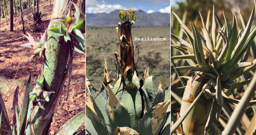 clonal plants sprouting from cut agave quiotes