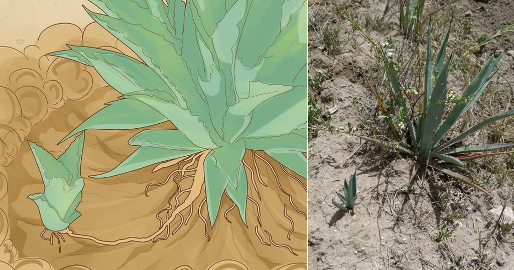 Images showing a rhizomorphic clone of an agave plant, called an hijuelo