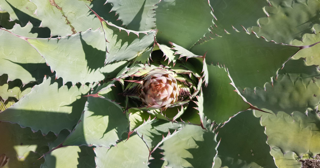 spiral tip of an agave quiote flower stalk