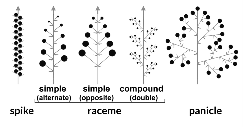 diagram of different inflorescence structures