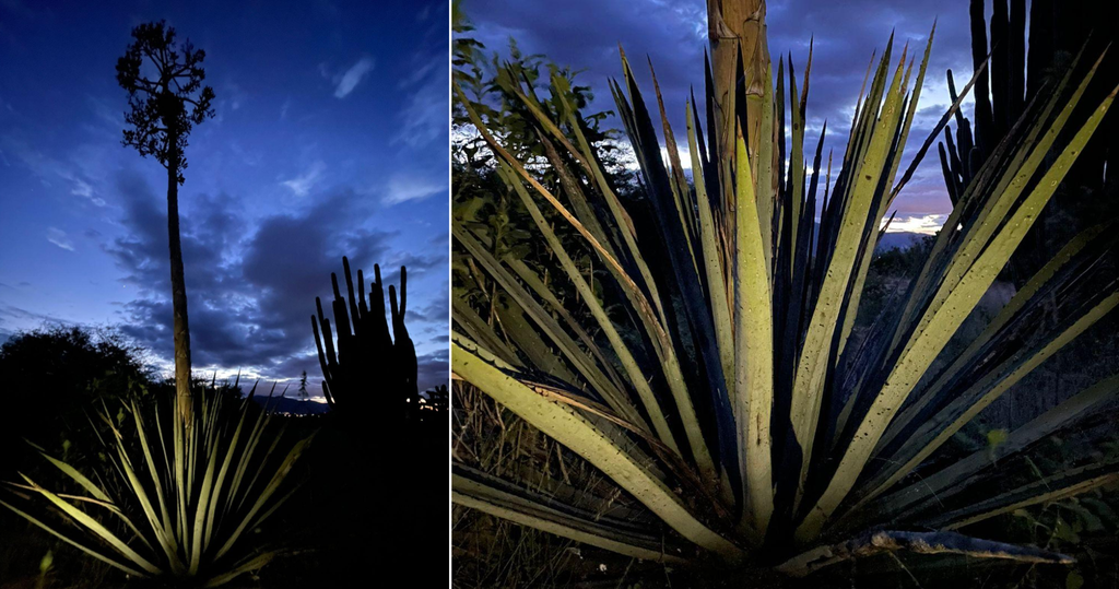 maguey at night