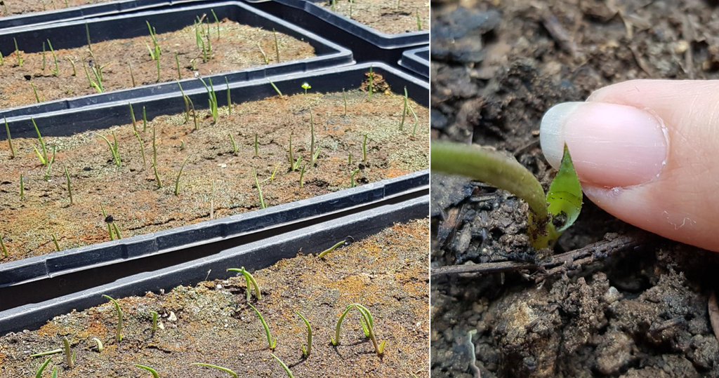 cotelydon of a baby agave