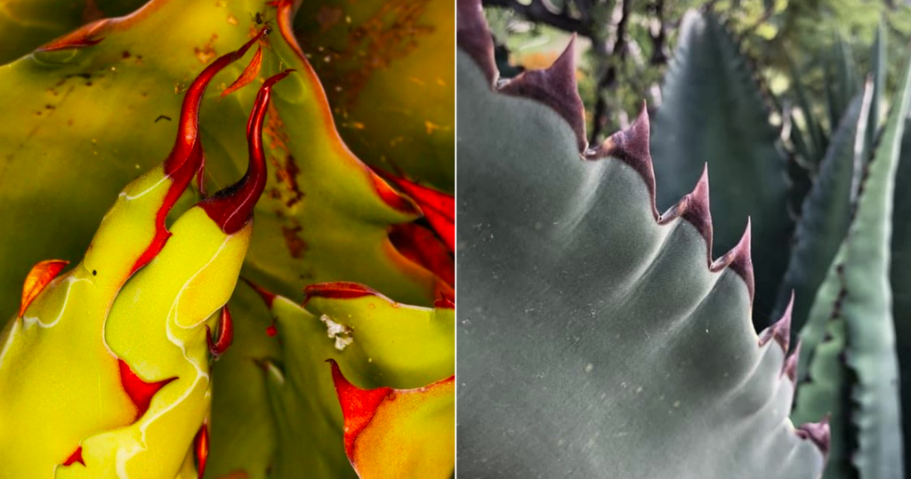 agave spines (chichis)