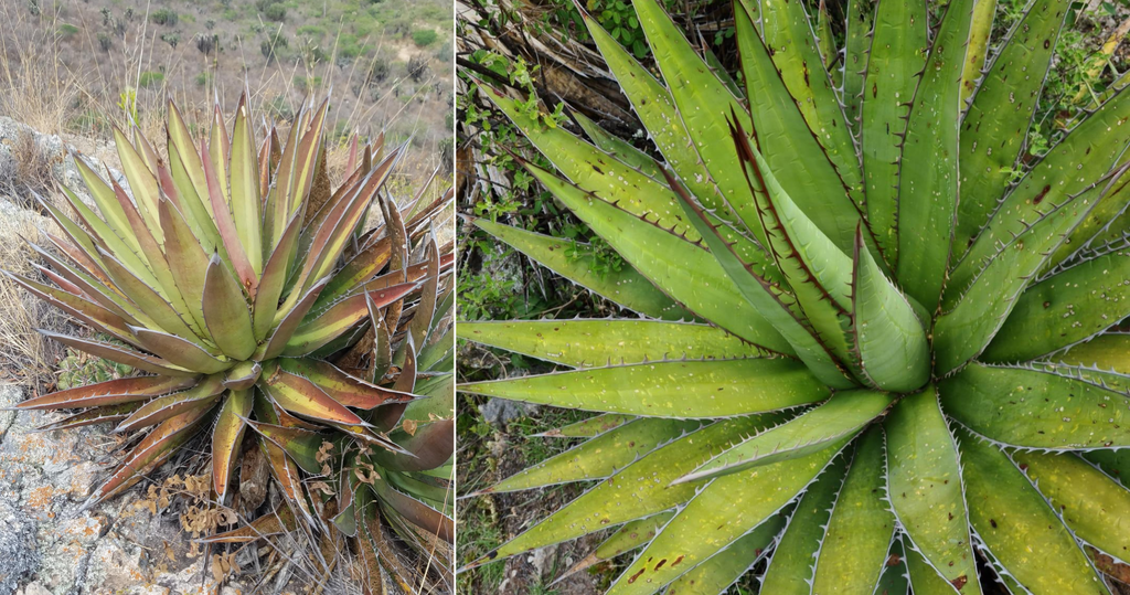 example of a stressed agave convalis