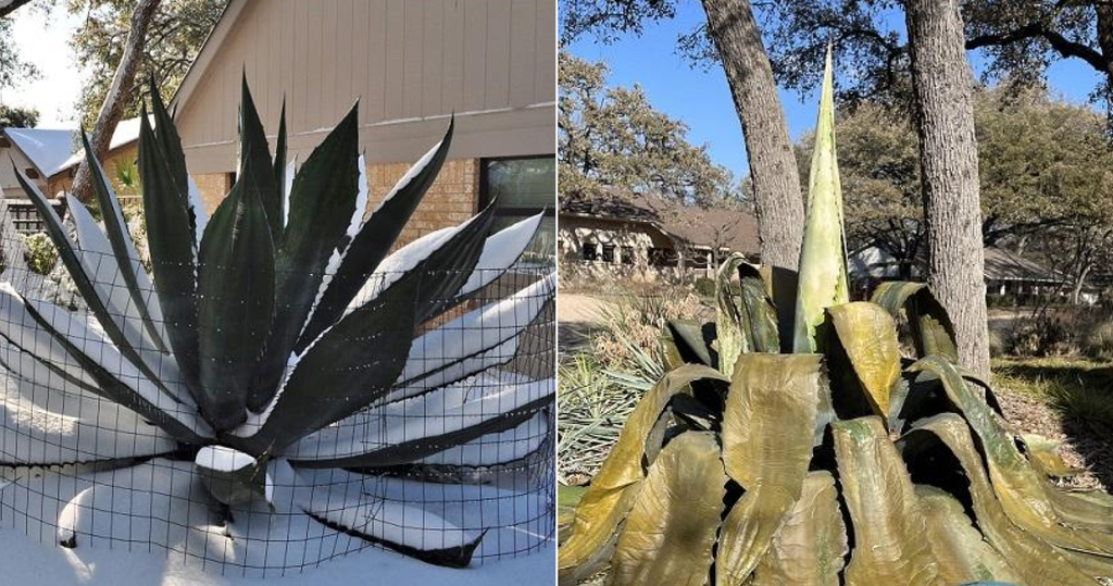 images of what happens to an agave if it freezes