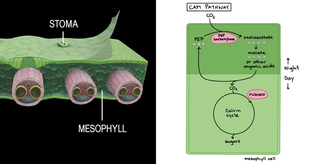 CAM photosynthesis diagram