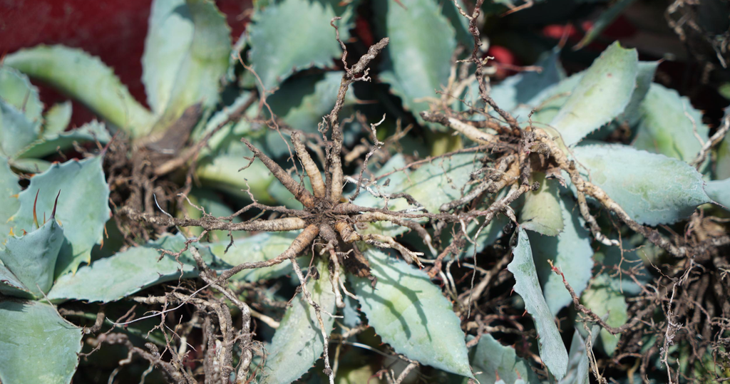 roots of baby agave potatorum