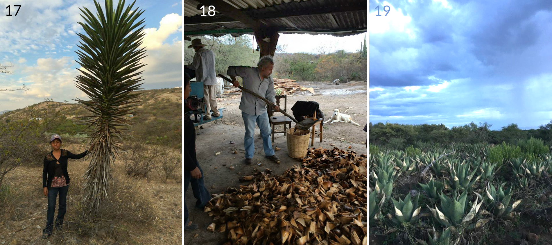 agaves oaxaquenos