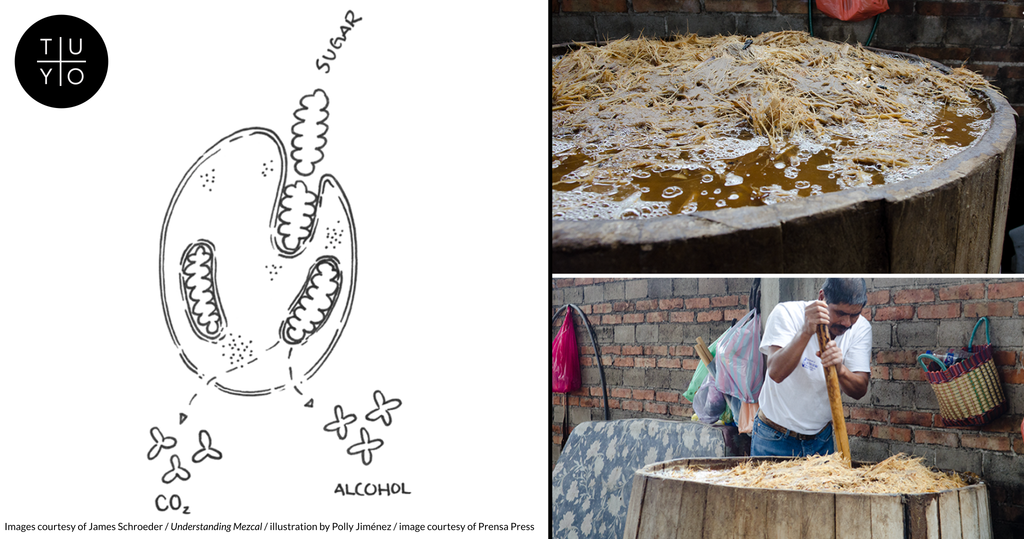Image of fermented mash. Faustino from Del Maguey (San Baltazar Chichicapam, Oaxaca)  and an illustration of a yeast cell. Illustration by Polly Jiménez, image courtesy of Prensa Press.