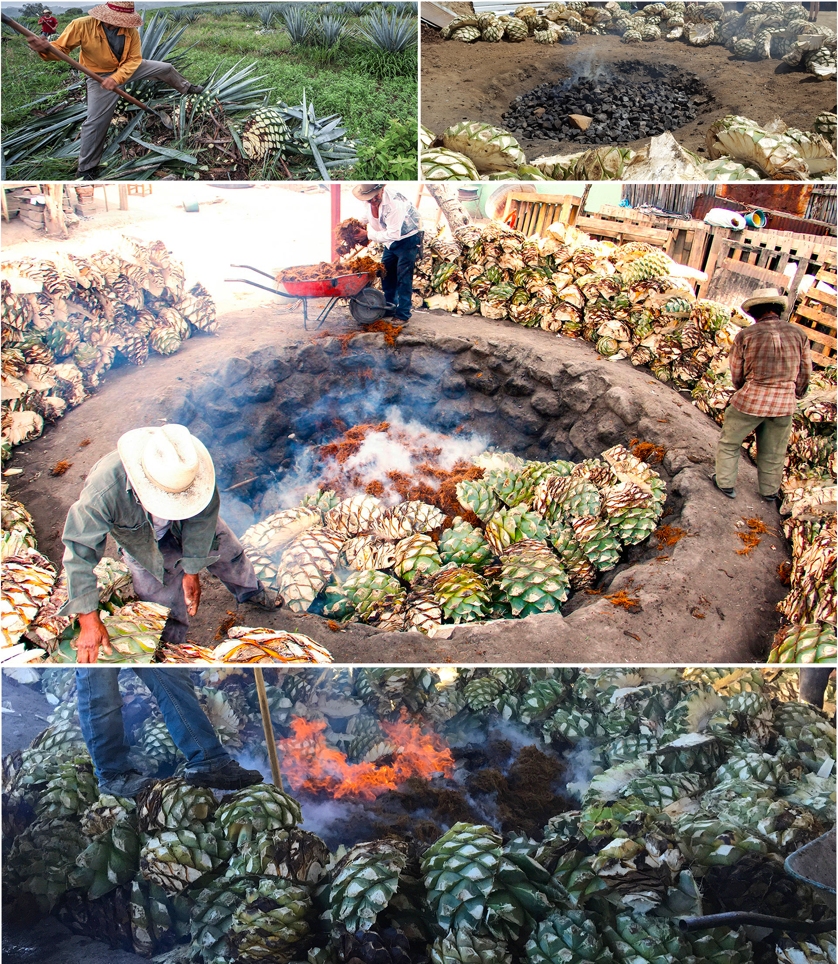 cooking agave for mezcal - jimador - conic stone oven