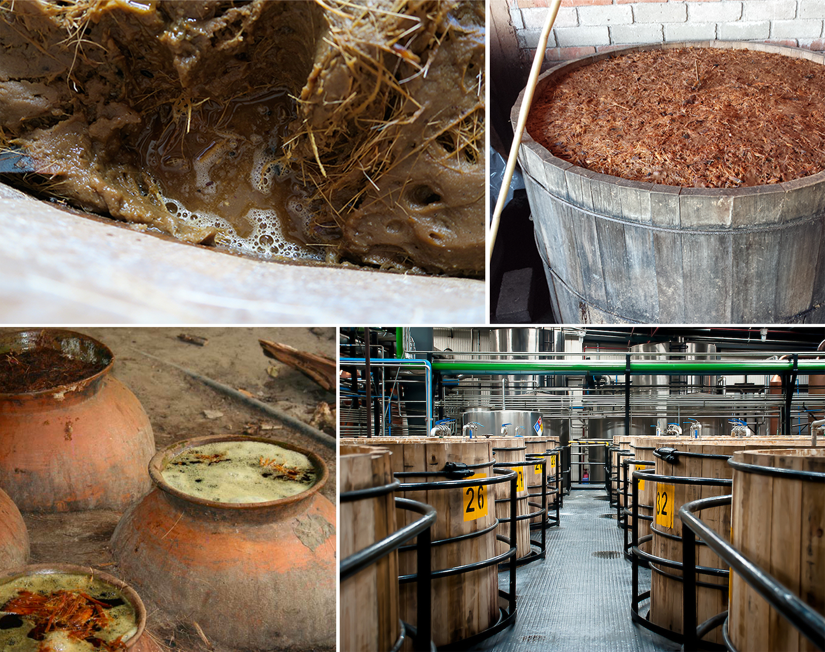 fermentation of cooked agave for mezcal