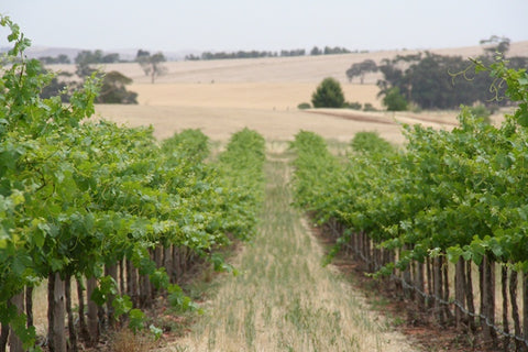 Giant Durif vineyard