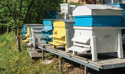 Warre Hive