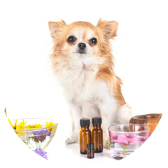 small beige and white dog with essential oils and some lavender