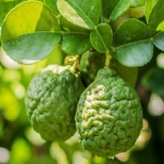 bergamot essential oils - closeup picture of bergamot fruit on tree