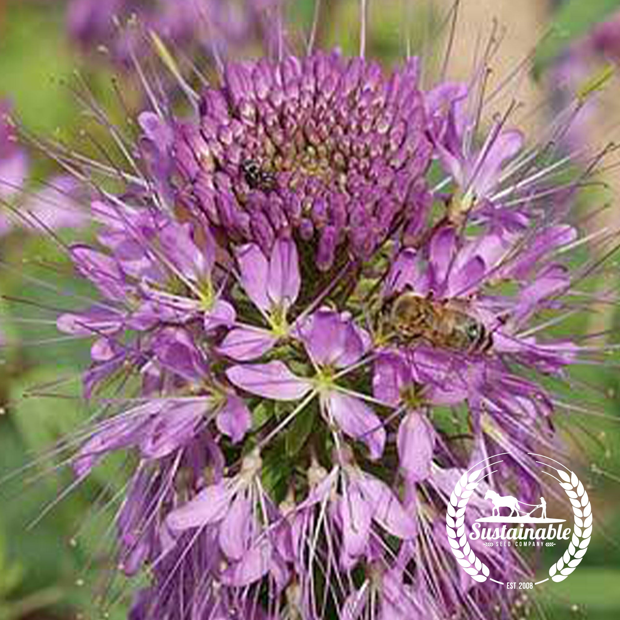 Rocky Mountain Bee Plant Sustainable Seed Co Sustainable Seed Company