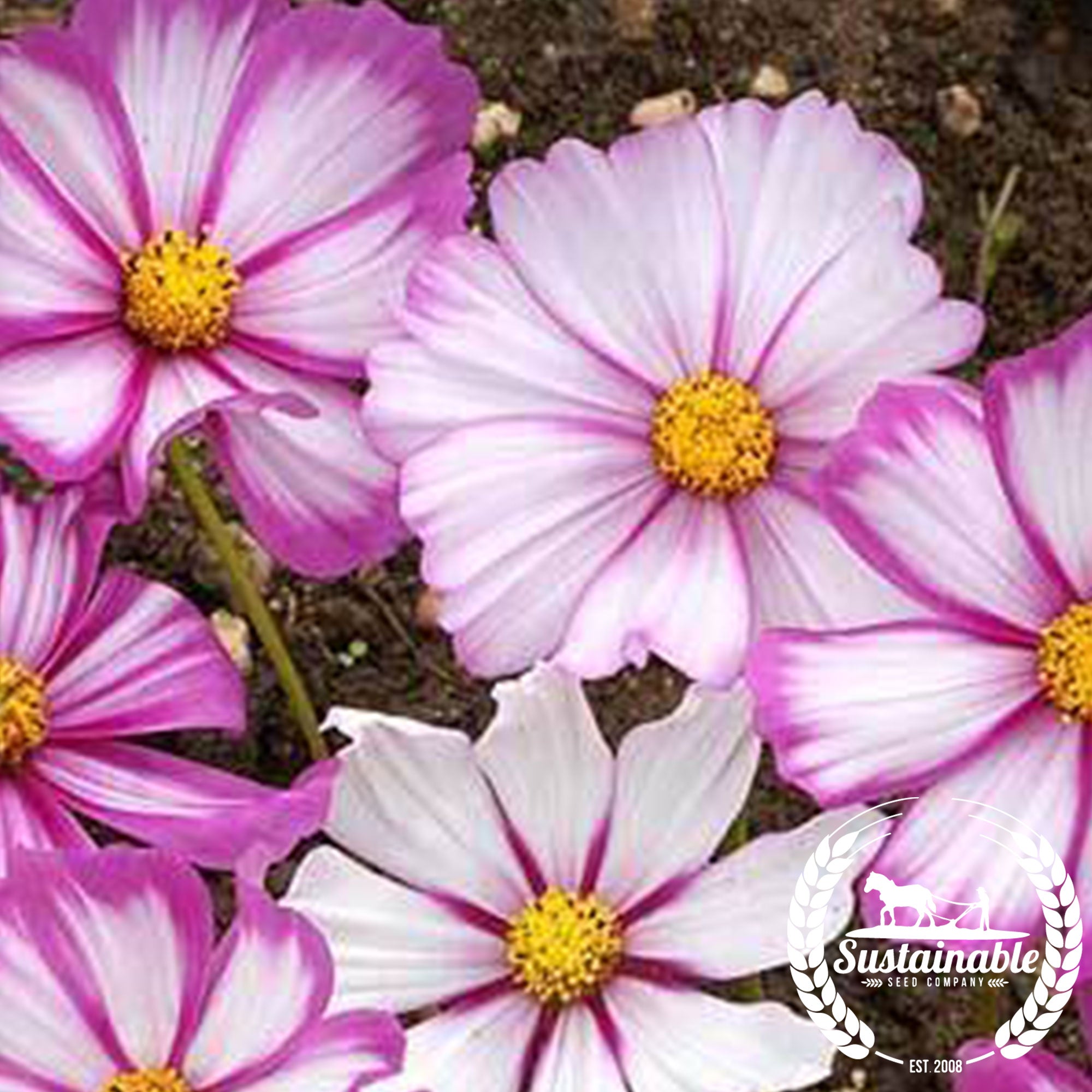 Cosmos Candystripe Sustainable Seed Co Sustainable Seed Company