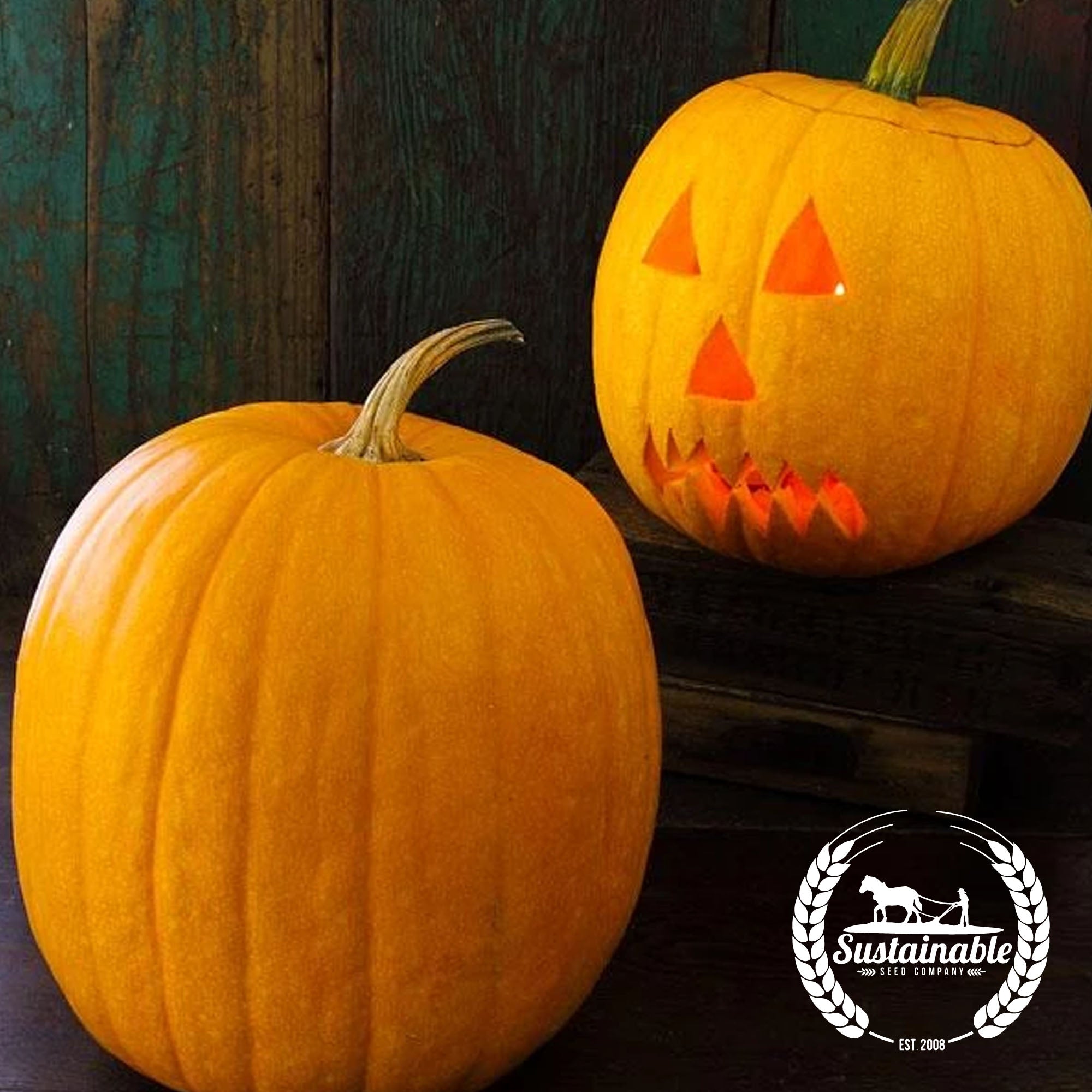 Jack O Lantern Pumpkin Heirloom Seeds Vegetable Seeds Sustainable Seed Sustainable Seed Company