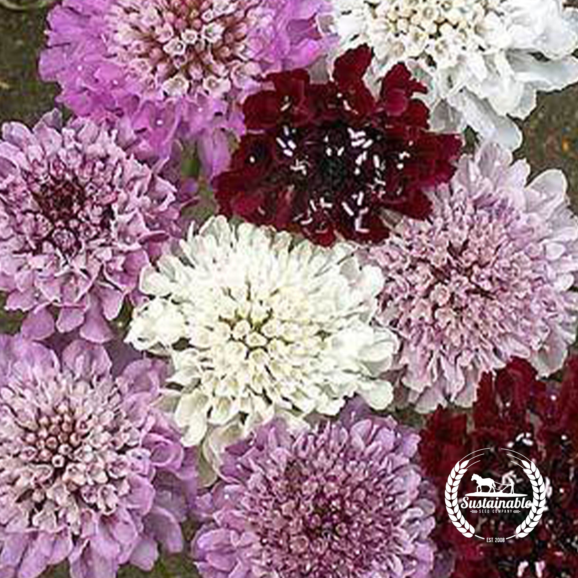 Pincushion Flower Seeds Sustainable Seed Co Sustainable Seed Company