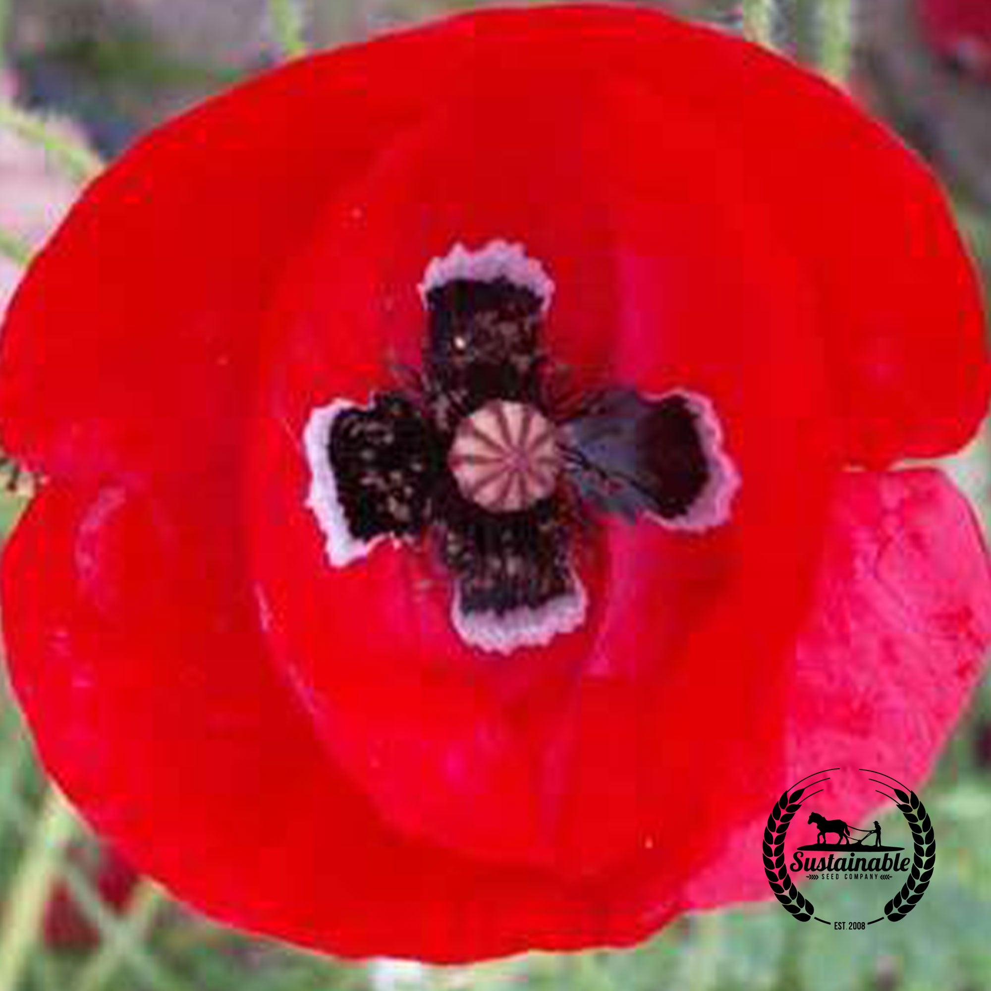 Red Corn Poppy Seeds Sustainable Seed Co Sustainable Seed Company