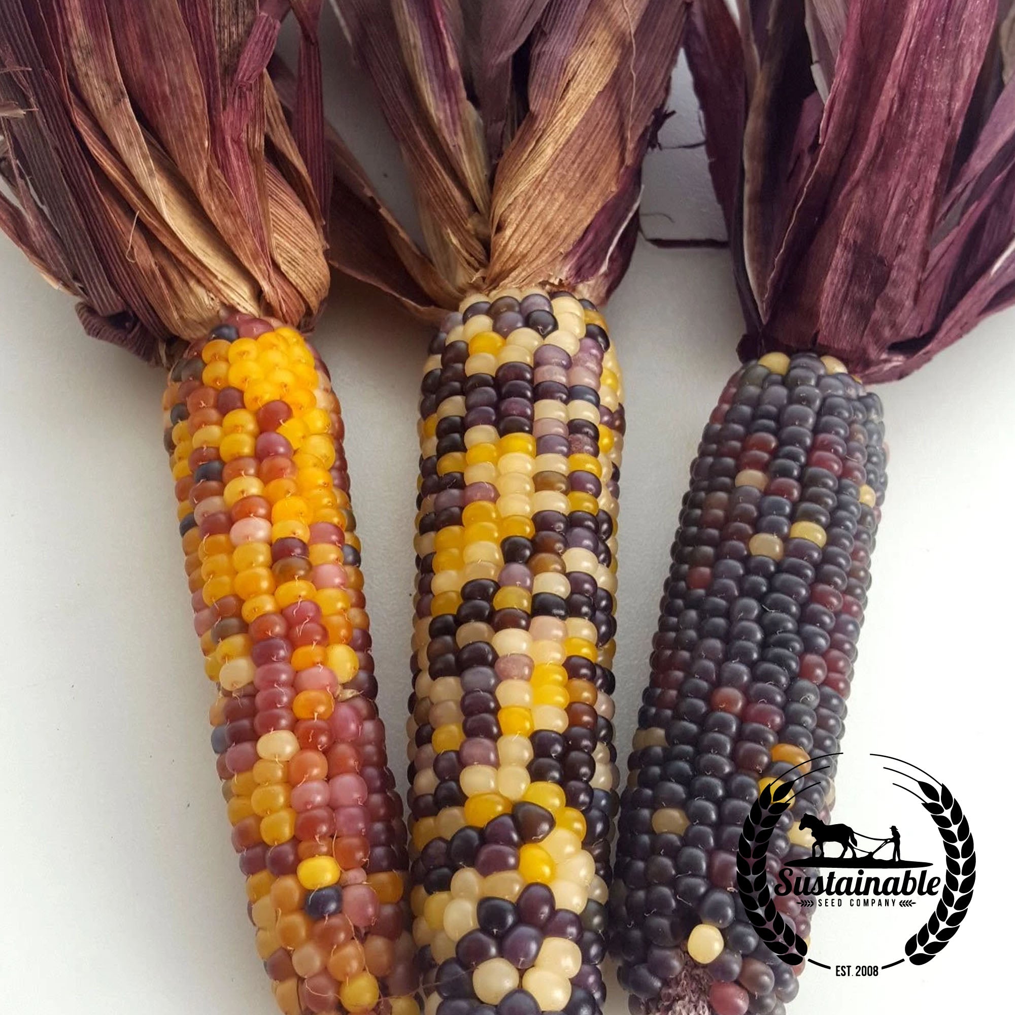 Spectrum Red Husk Corn Heirloom Seeds Vegetable Seeds Sustainable Seed Sustainable Seed Company