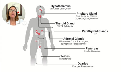 Hypothalamus: CRH, TRH, GHRH, GnRH. Pituitary Gland: ACTH, TSH, GH, FASH, LH, Prolactin, ADH, Oxytocin. Thyroid Gland: T3, T4, Calcitonin. Parathyroid Glands: PTH. Adrenal Glands: Aldosterone, Cortisol, Androgens, Epinephrine, Norepinephrine. Pancreas: Insulin, Glucagon. Testes: Testosterone. Ovaries: Estrogen, Progesterone.