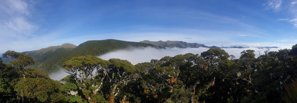 Native treetop view and mist