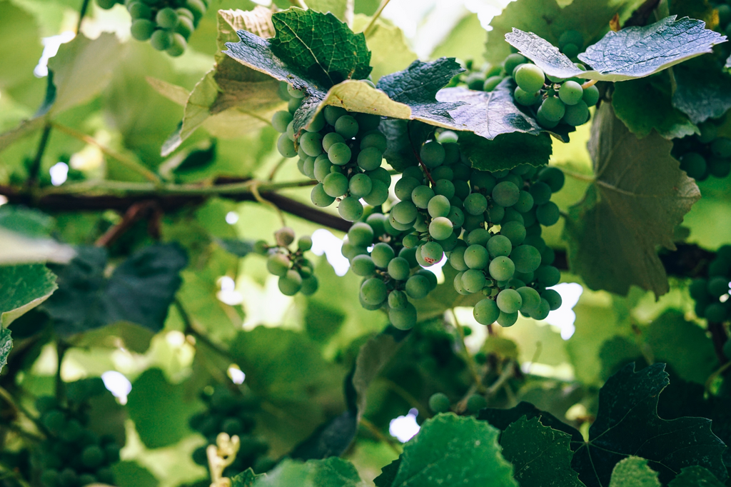 Riesling Grapes on a vine in Germany