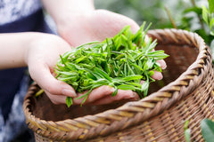 Kombucha is made from tea, sugar and kombucha culture
