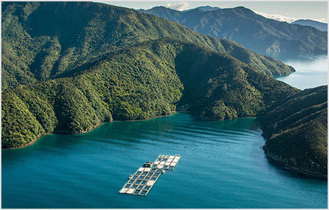Ōra King salmon farms are isolated from disease, in the pristine waters of the Marlborough Sounds.